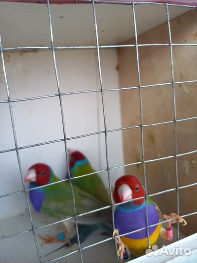 Амадины гульда