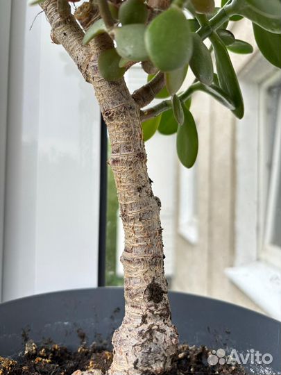 Денежное дерево толстянка крассула