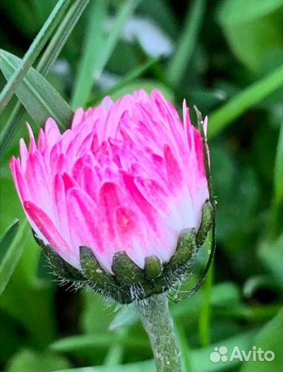 Маргаритки