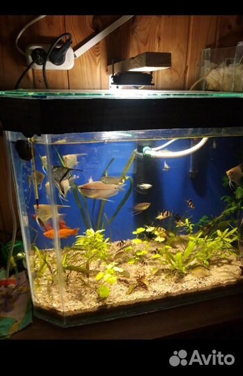Аквариум