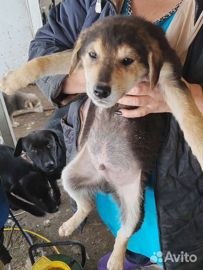 Щеноки в добрые руки