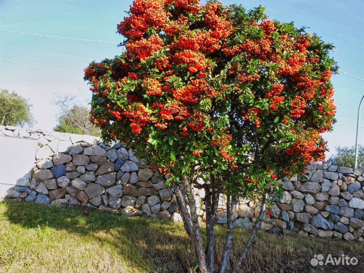 Пираканта Шарлаховая, разные цвета, семена