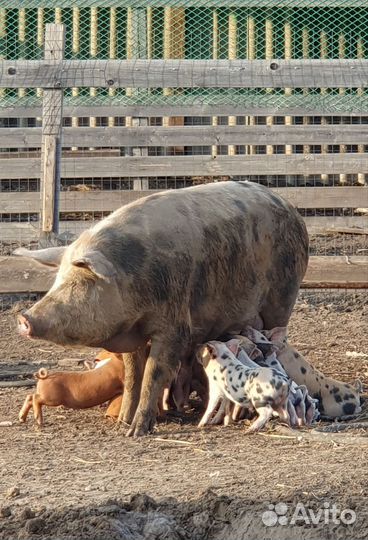 Свиноматки и поросята 2 месяца
