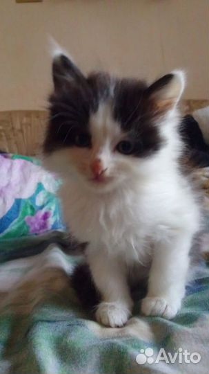 Котенок