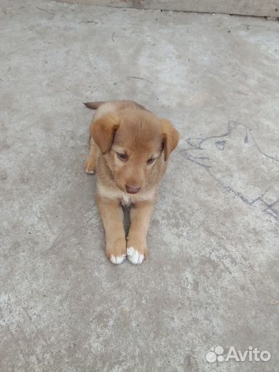 Отдам в добрые руки