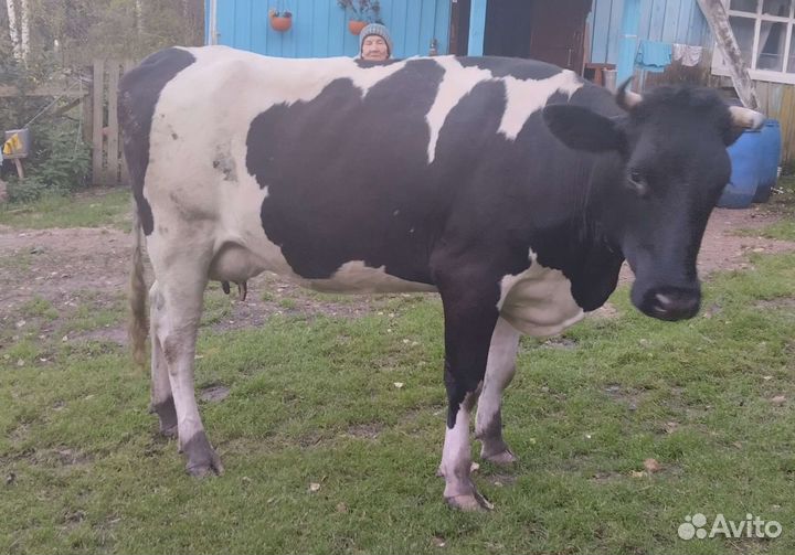 Корова стельная дойная