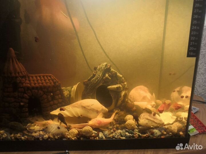 Аквариумные рыбки сомики и меченосцы