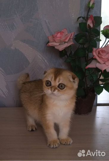 Шотландская вислоухая