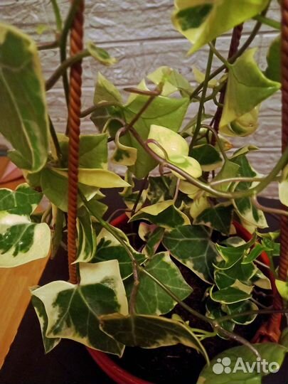 Крестовник крупноязычковый