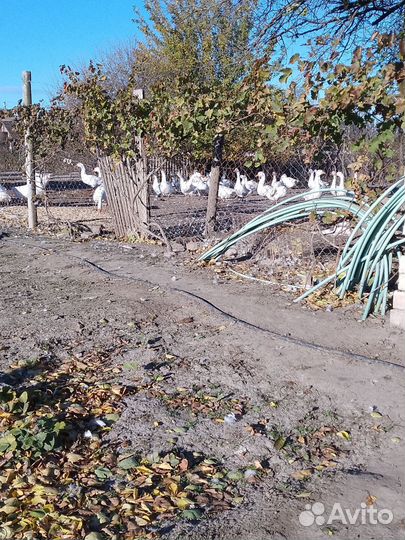 Домашние животные