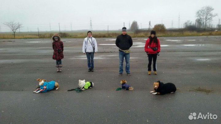 Дрессировка собак. Колпино.Кинолог.Консультация