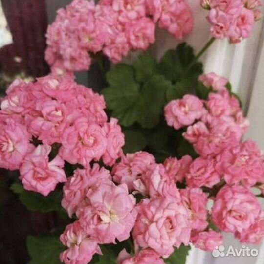 Пеларгония герань розебудная сортовая