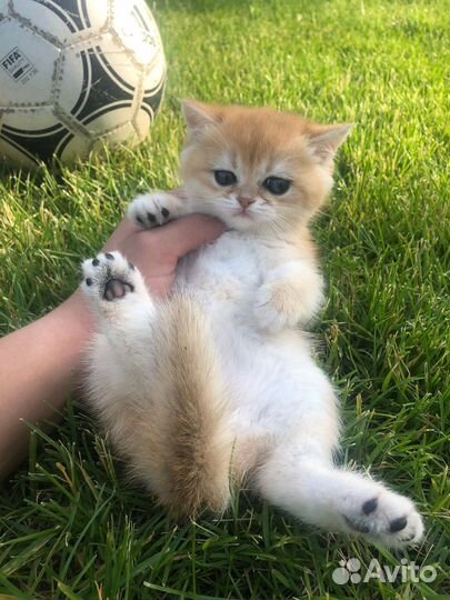 Британская золотая шиншилла