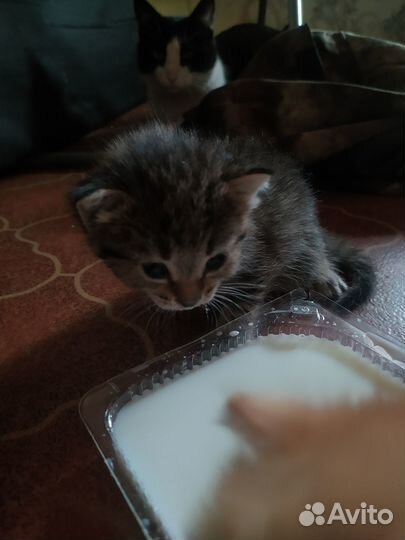 Котята всё девочки