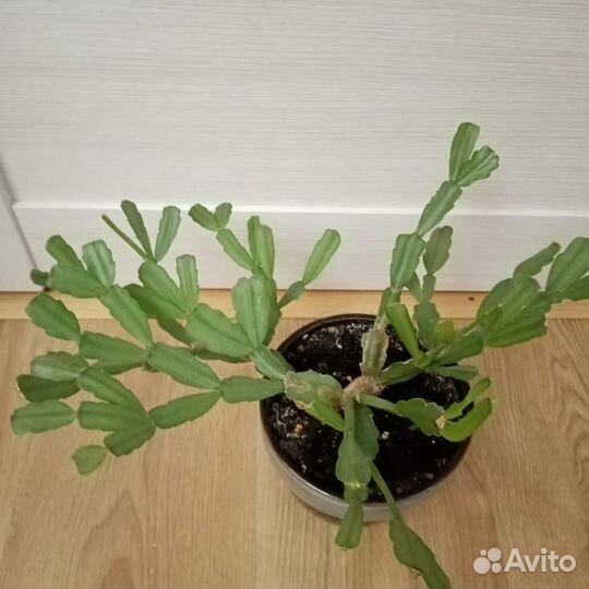 Декабрист розовый