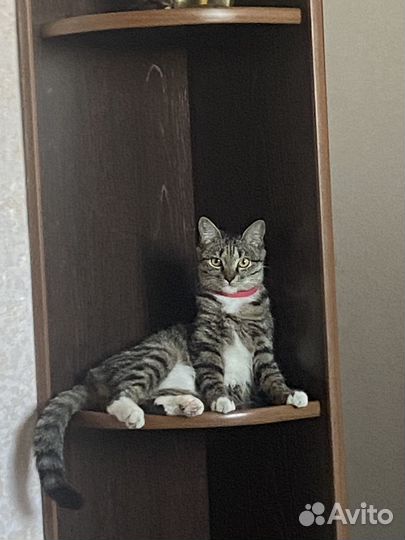 Отдам в добрые руки кошек