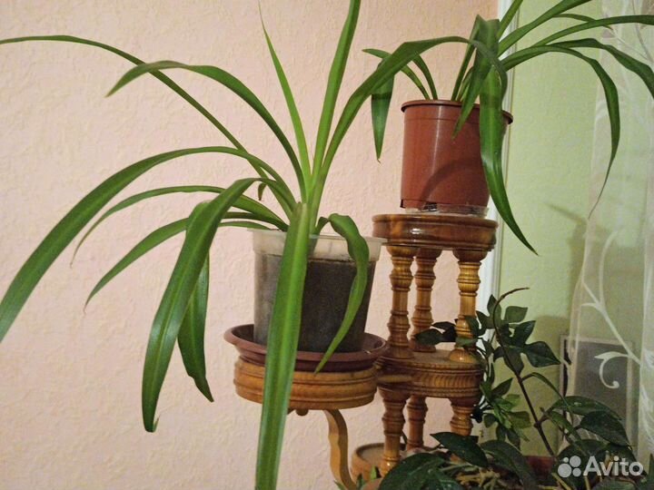 Алоэ, золотой ус, фиалки