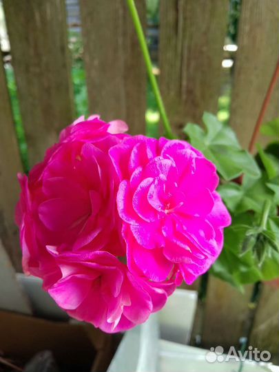 Пеларгония