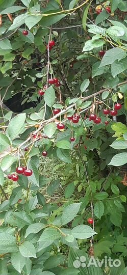 Вишня саженцы сорт