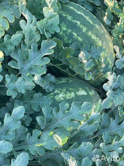 Арбуз каристан