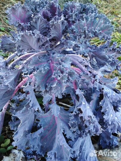 Капуста кале (кейл)