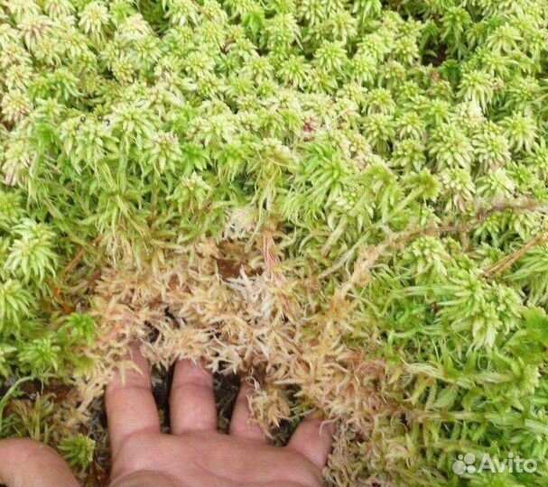 Мох сфагнум