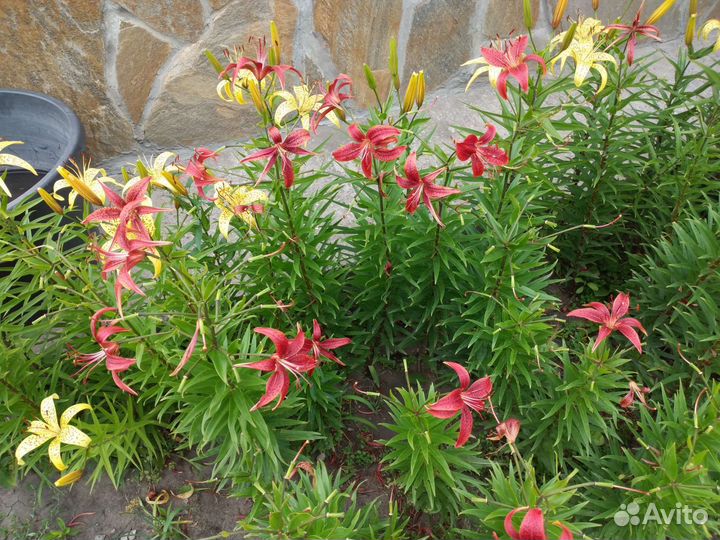 Цветы многолетники