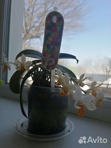 Орхидея мини