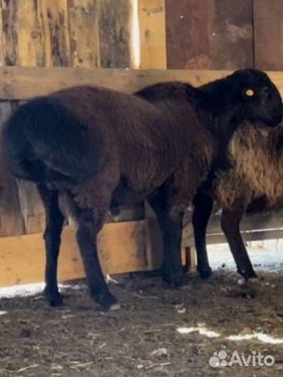 Баранчики,ярки