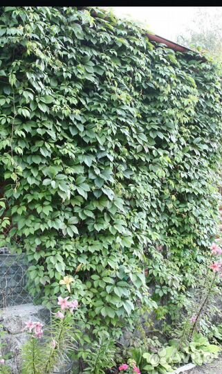 Многолетники ива извилистая девичий виноград