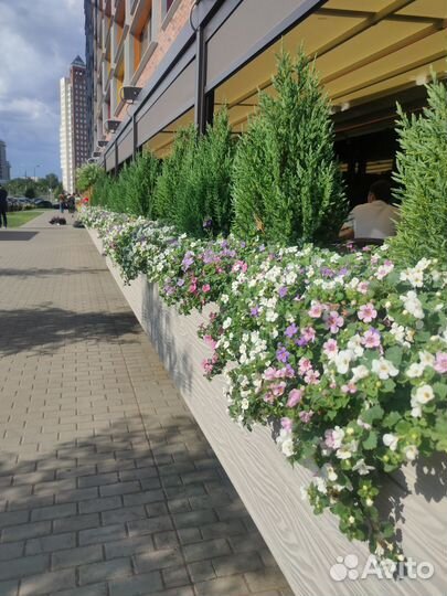 Веранда для ресторана цветочные композиции