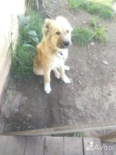 Кавказская овчарка