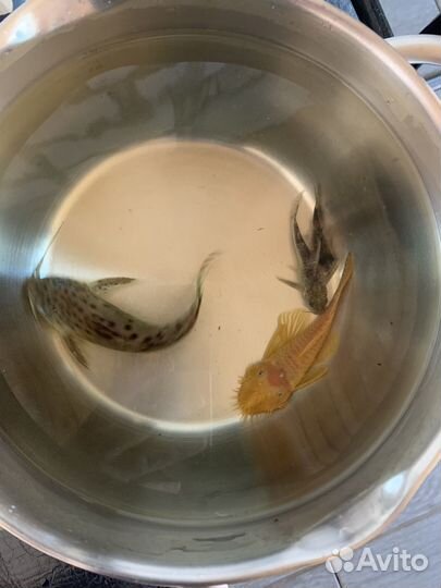 Аквариум, рыбы