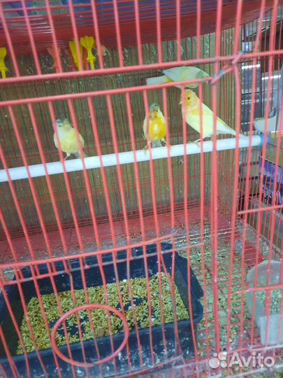 Кенара и канарейки