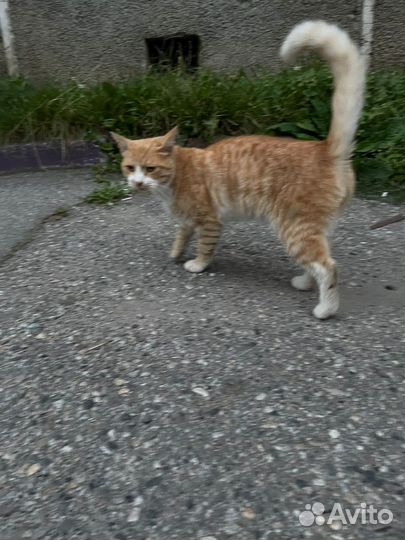 Красивый кот