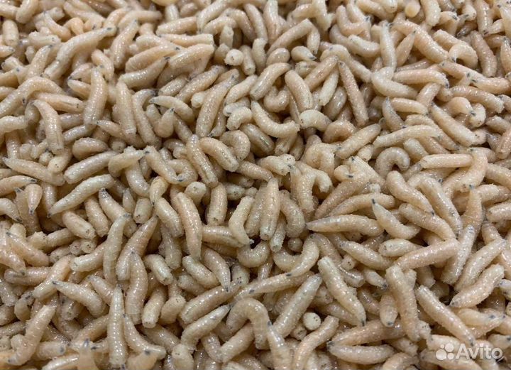 Опарыш оптом