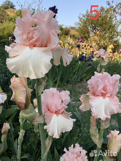 Ирисы бородатые