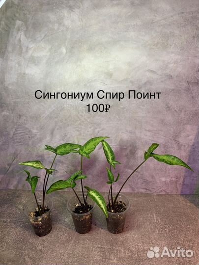 Сингониум Т-25, филодендрон, традесканция и т.д