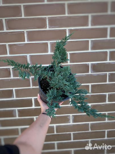 Можжевельник