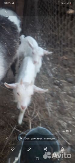 Коза дойная,козлята,козел