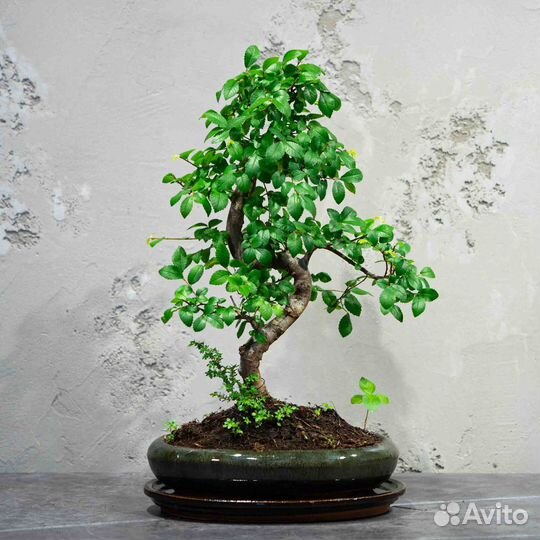 Дерево Бонсай - Вяз китайский мелколистный