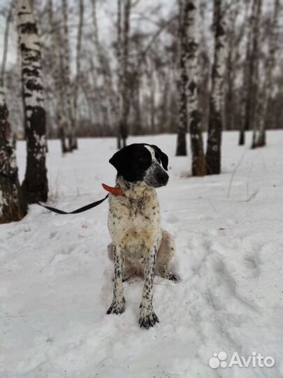Собака в добрые руки из приюта