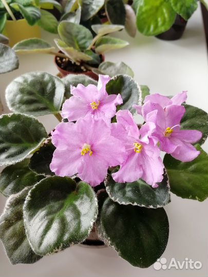 Цветущие сортовые сенполии