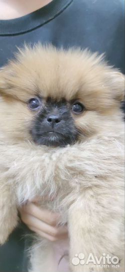 Щенки пекинеса