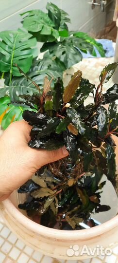 Буцефаландрыи мох феникс