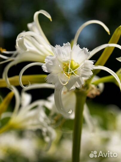 Гименокаллис