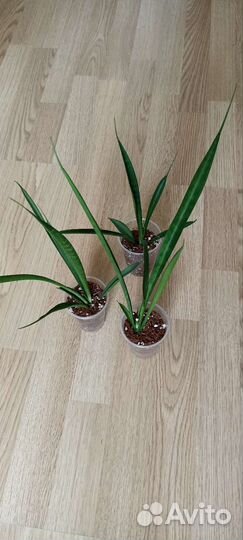 Сансевиерии сортовые