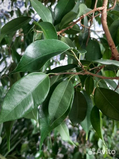 Фикус бенджамина большой