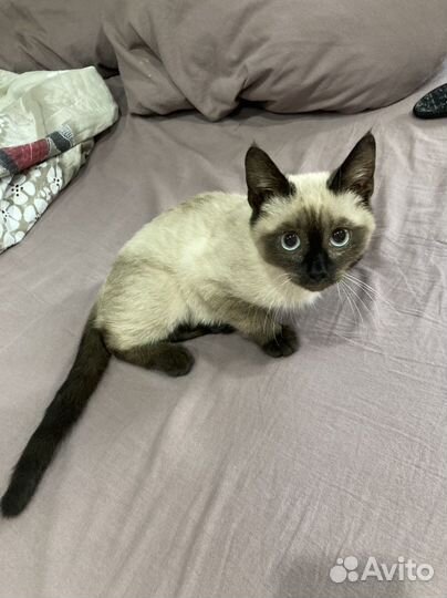 Сиамский кот