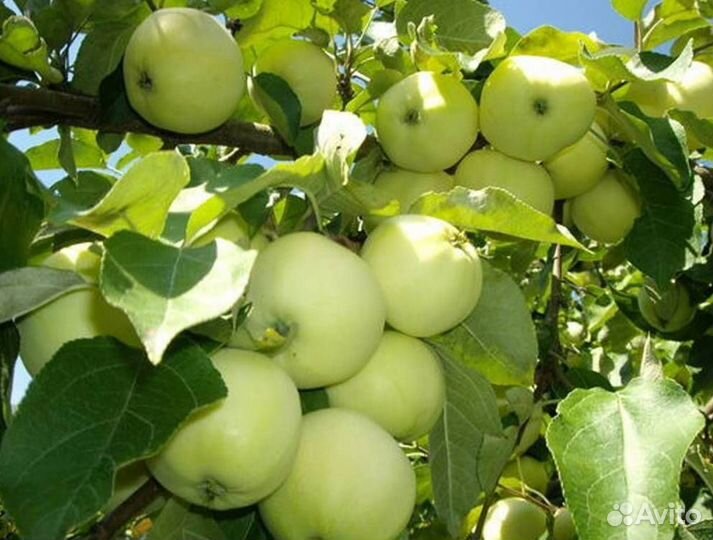 Саженцы яблони Белый Налив